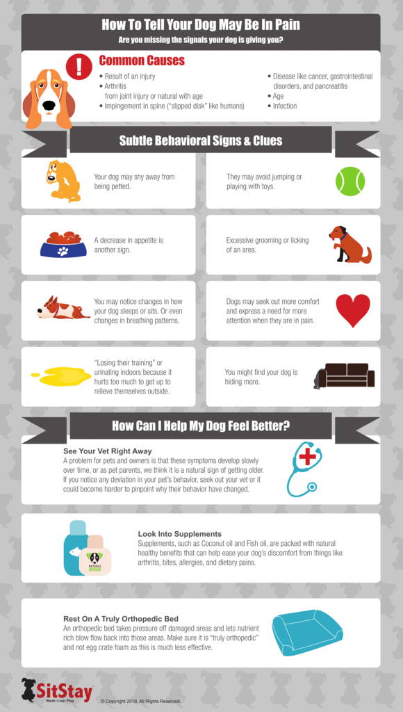 How To Tell Your Dog May Be In Pain Inforgraphic