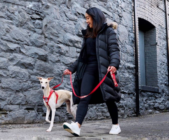 Woman walking her dog n a leash with an harness, enjoying.