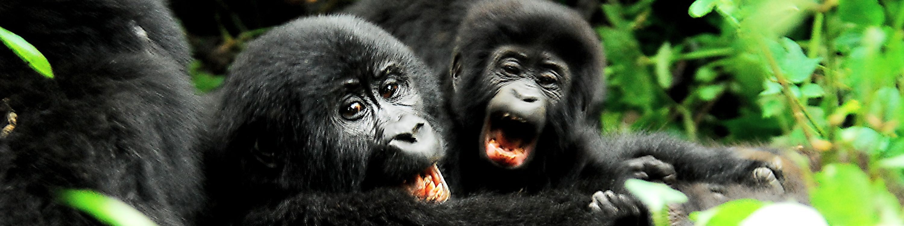Mother and baby goriilla_Bwindi Impenetrable National Park