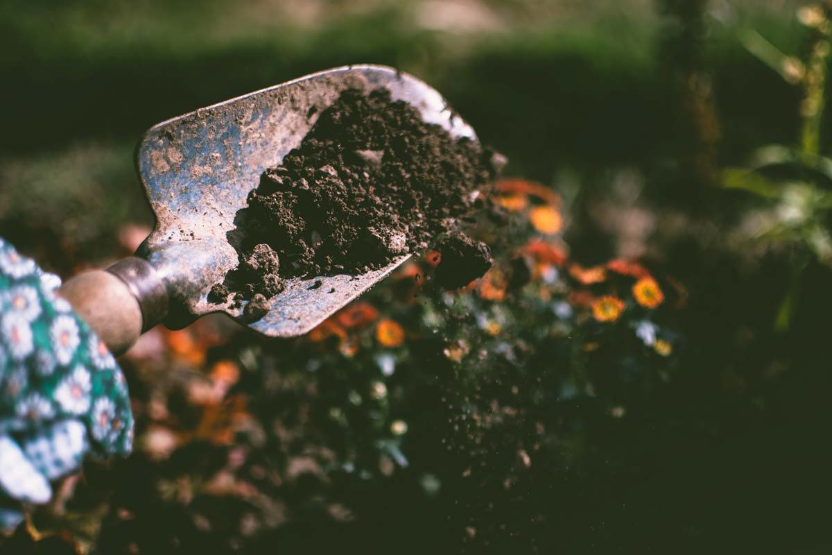 Dirt in a small handheld garden shovel