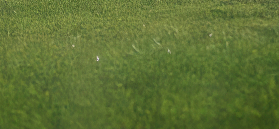 grass