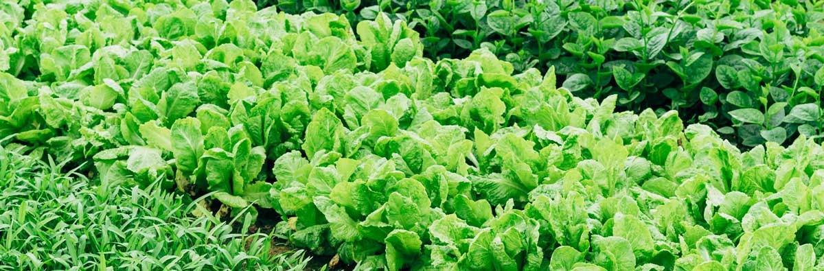 Green onion, lettuce and more vegetables growing in a garden