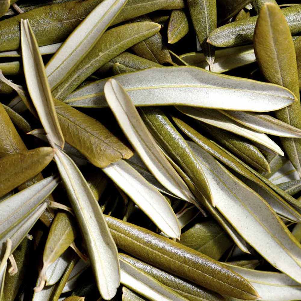 olivenblätter zum gerben von leder von good wilhelm