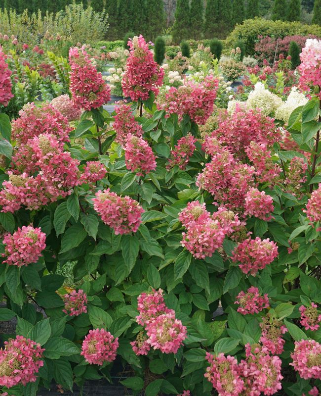 Pinky Winky Prime® Panicle Hydrangea planted outside in a garden surrounded by green foliage.