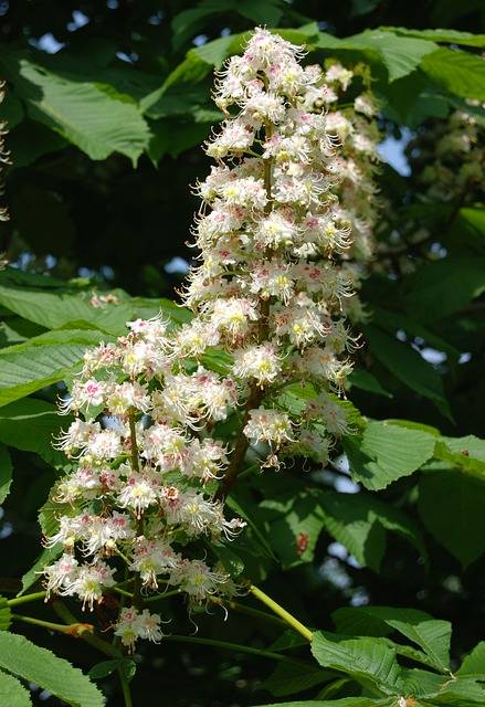 Horse chestnut blossom