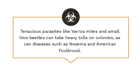 Tenacious parasites like Varroa mites and small hive beetles can take heavy tolls on colonies, as can diseases such as Nosema and American Foulbrood.