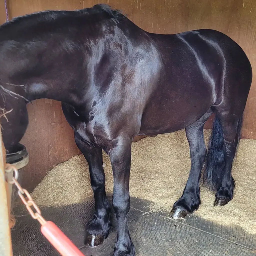 A black horse standing inside a stable.