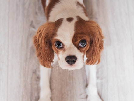 Atopic dermatitis in dogs, how is it treated