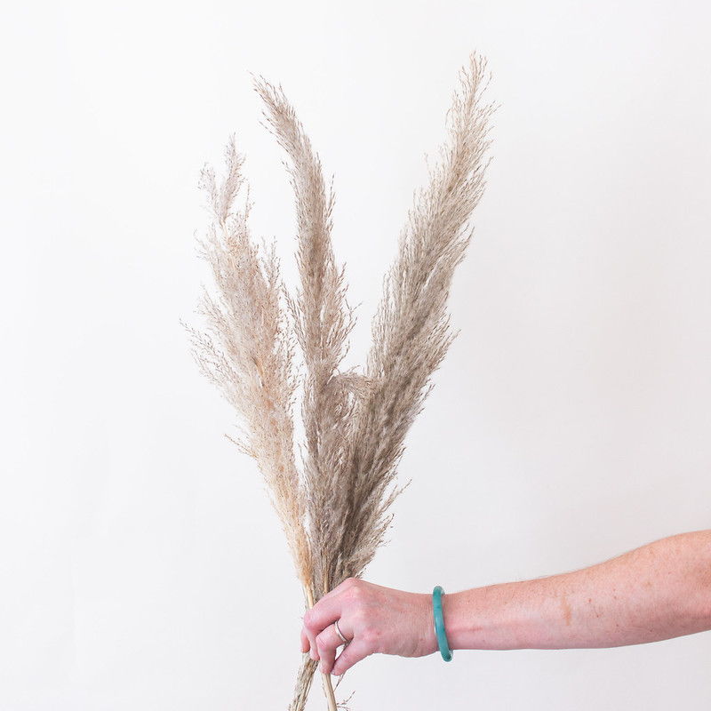 pampas grass