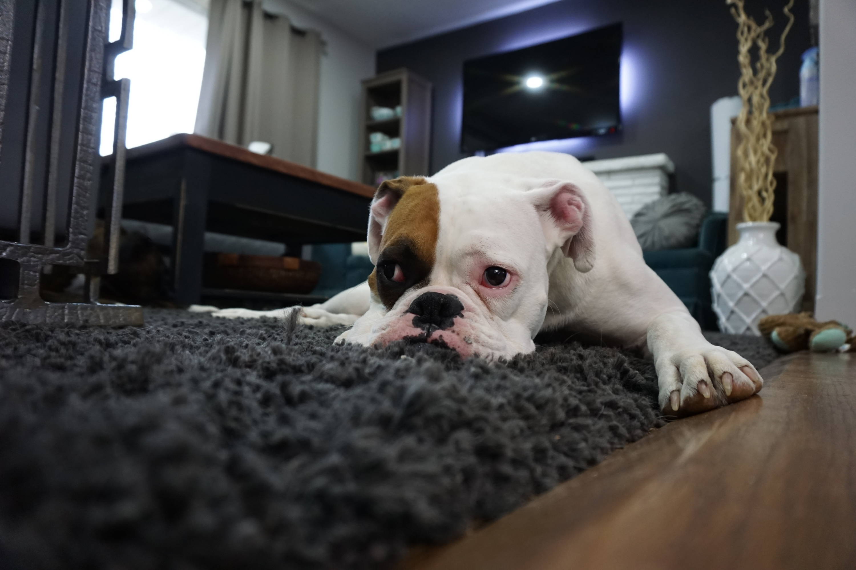 5 Tell-Tale Signs That Your Dog Is Sick - Team K9