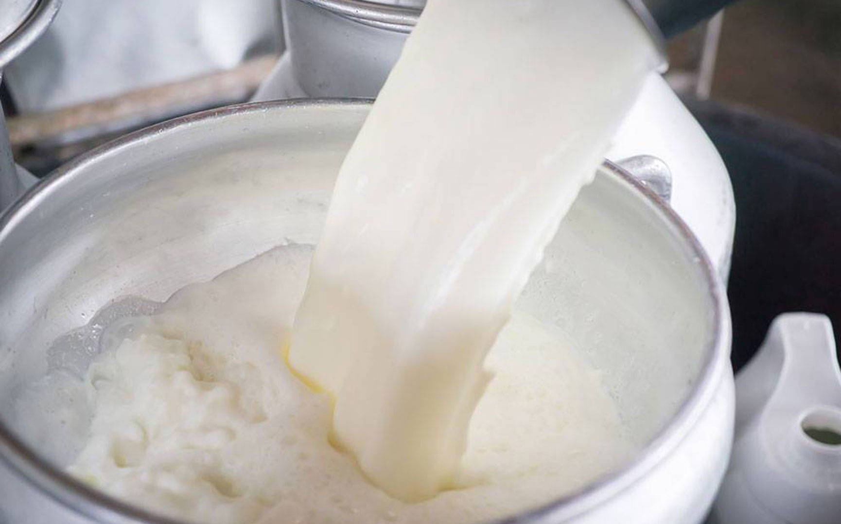 Pouring milk into post for cheese making