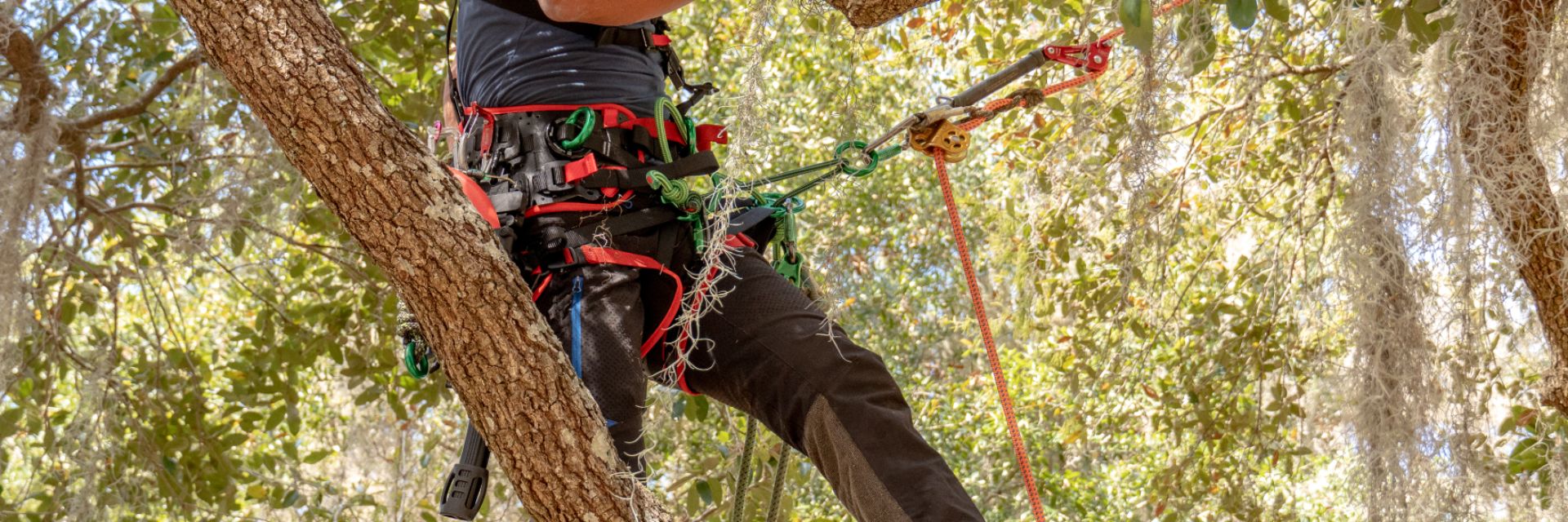 Person climbing a tree using safety gear and ropes.