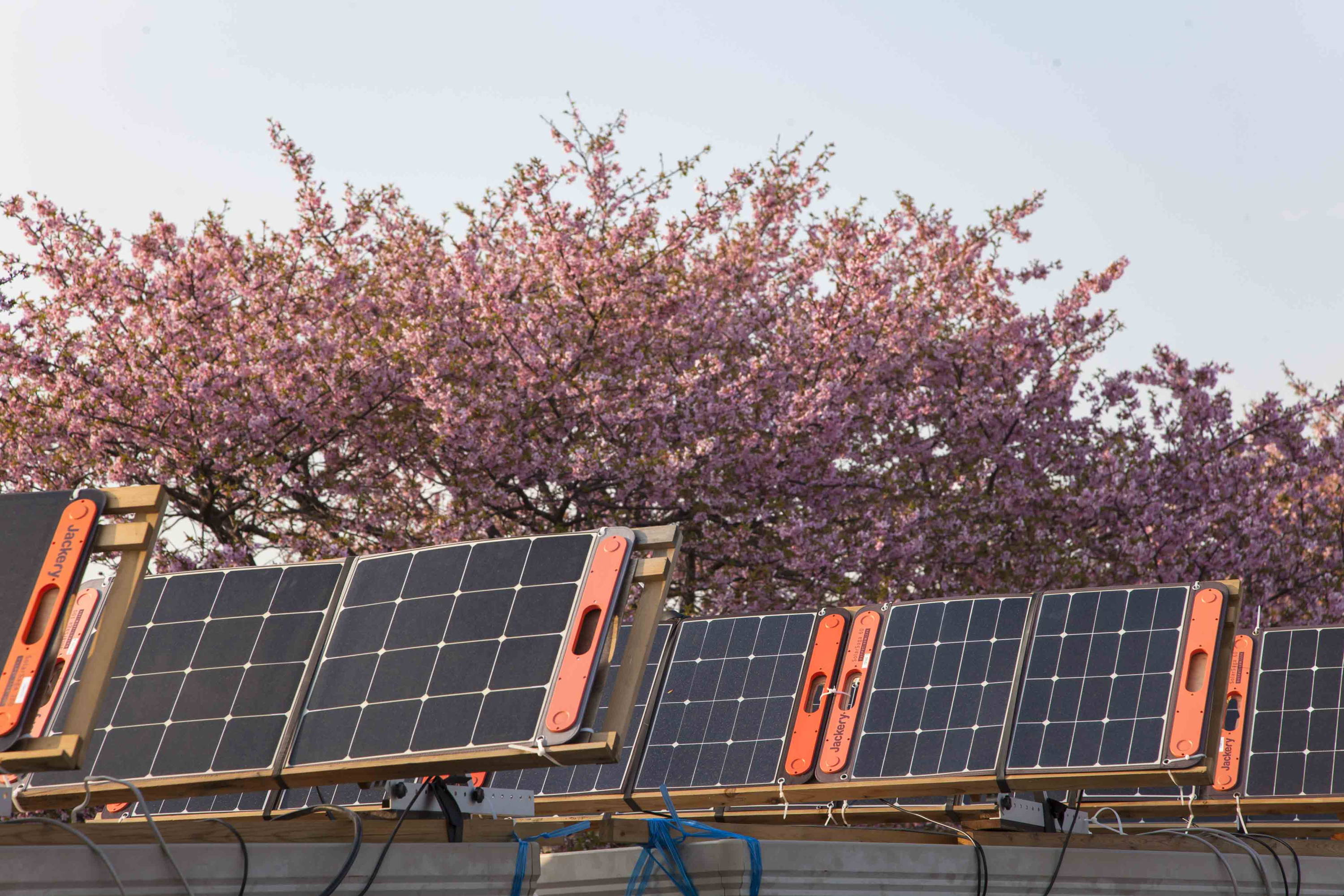 ポータブル電源とソーラーパネルで桜のエコライトアップを実現