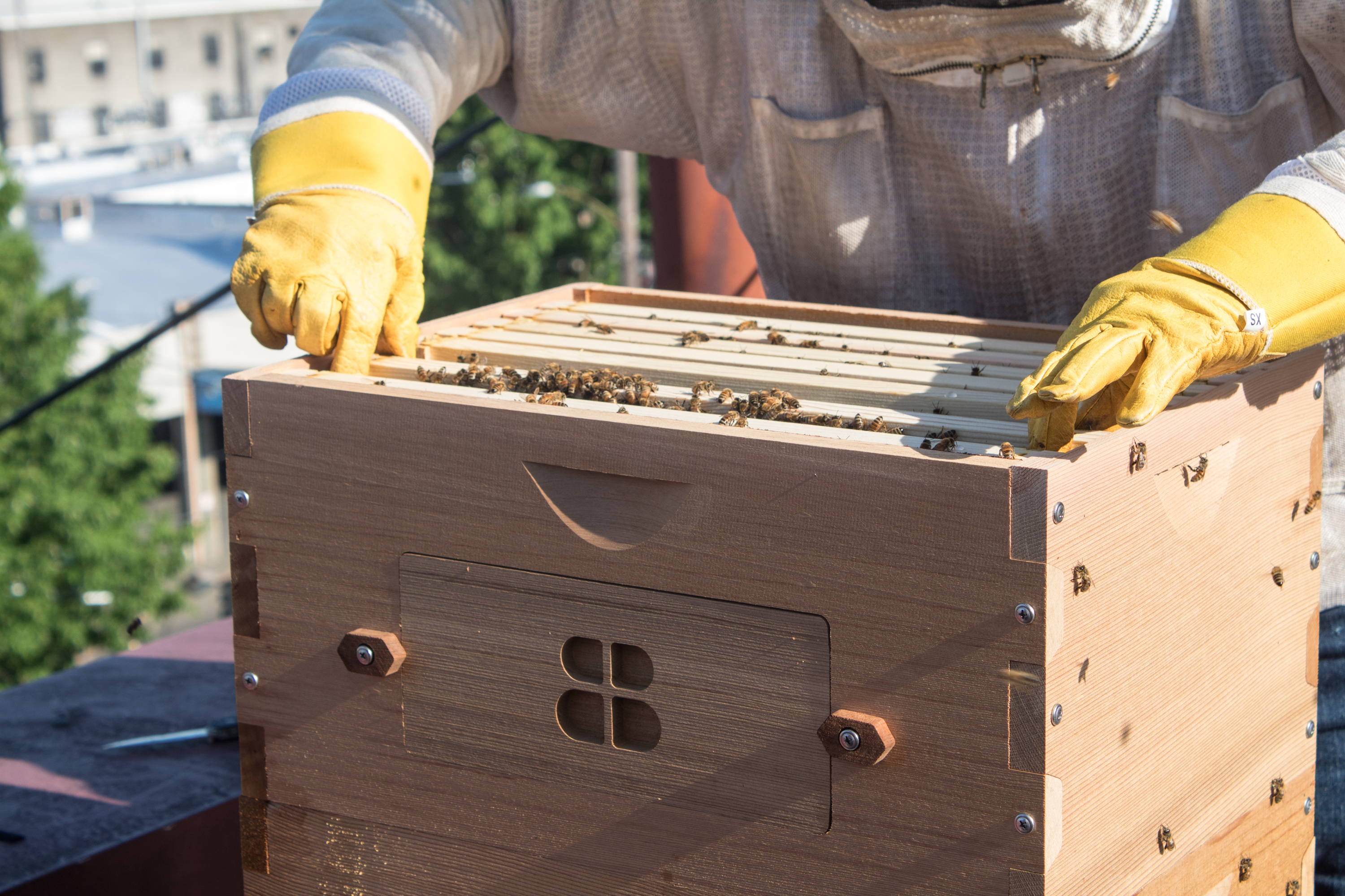 A Beekeeper with a Bee Built Langstroth hive.
