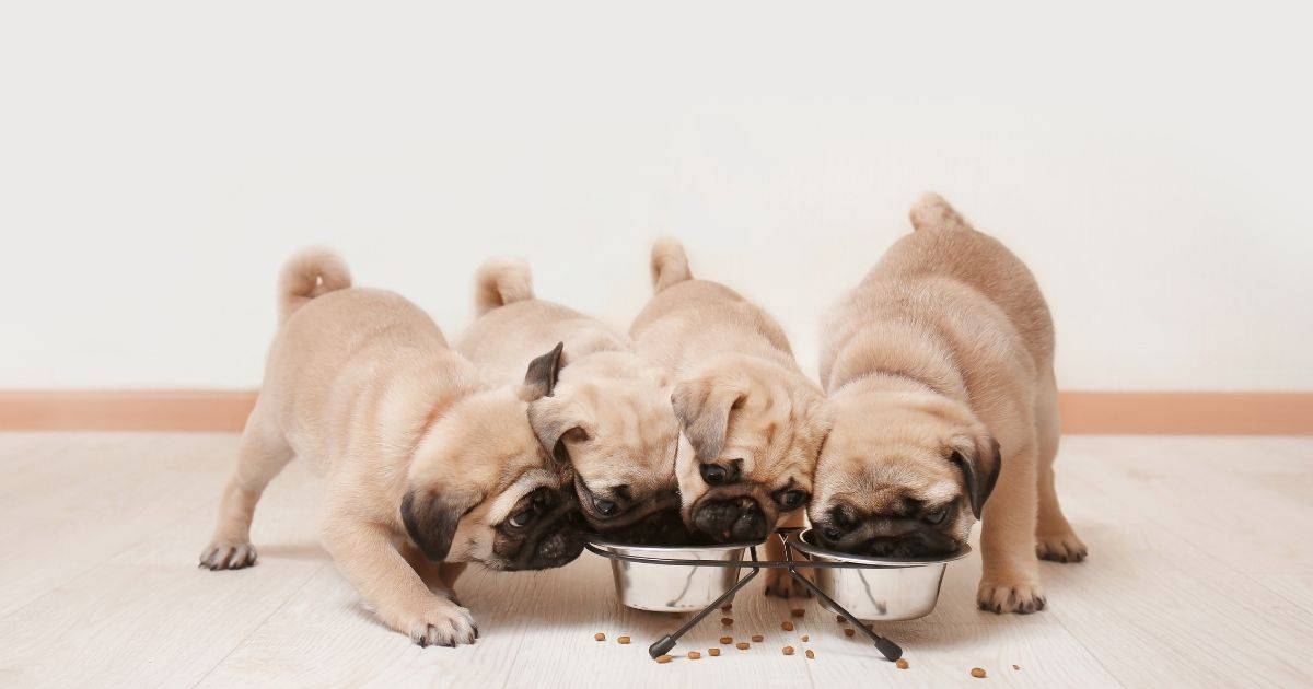 feeding puppies