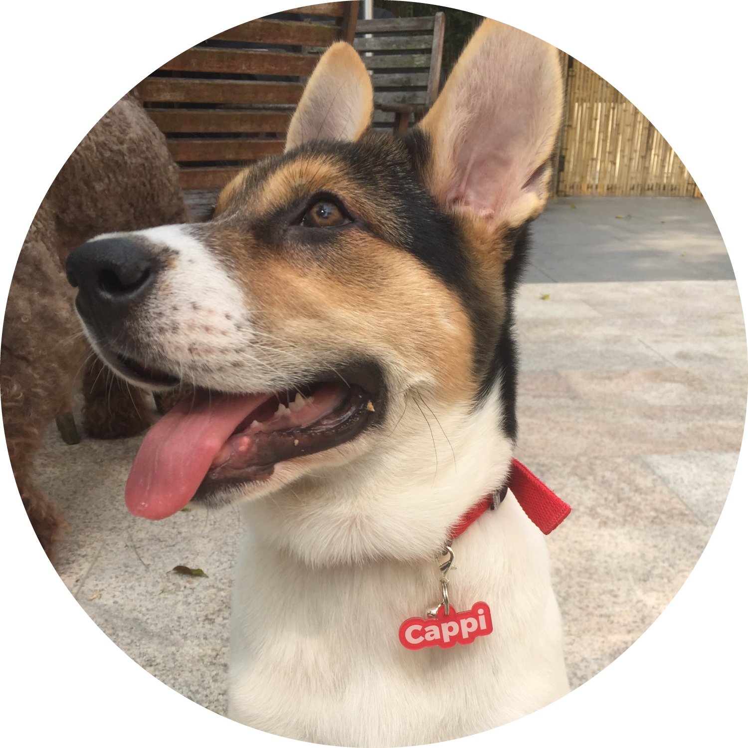 Bashtags® by Blank Sheet Pet ID Tags