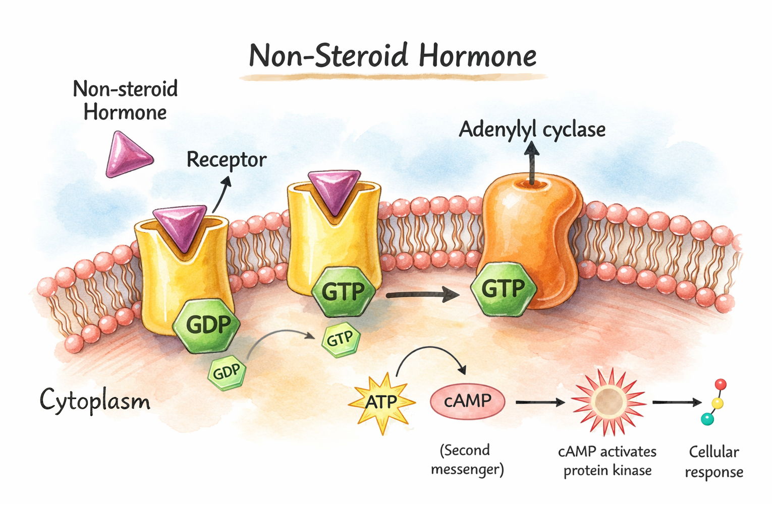 Non-steroid hormone signaling via GPCR activating adenyl cyclase and cAMP second messenger pathway
