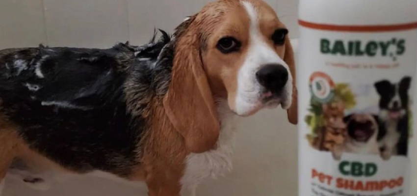 cbd pet shampoo for dogs