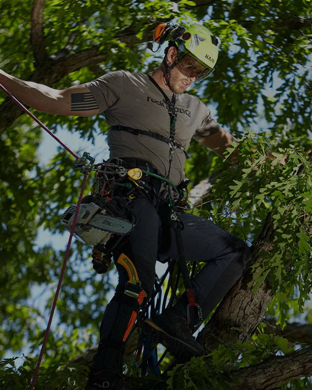 Tree Climbing Gear! Saddles, Spurs, Ascenders, Carabiners and More