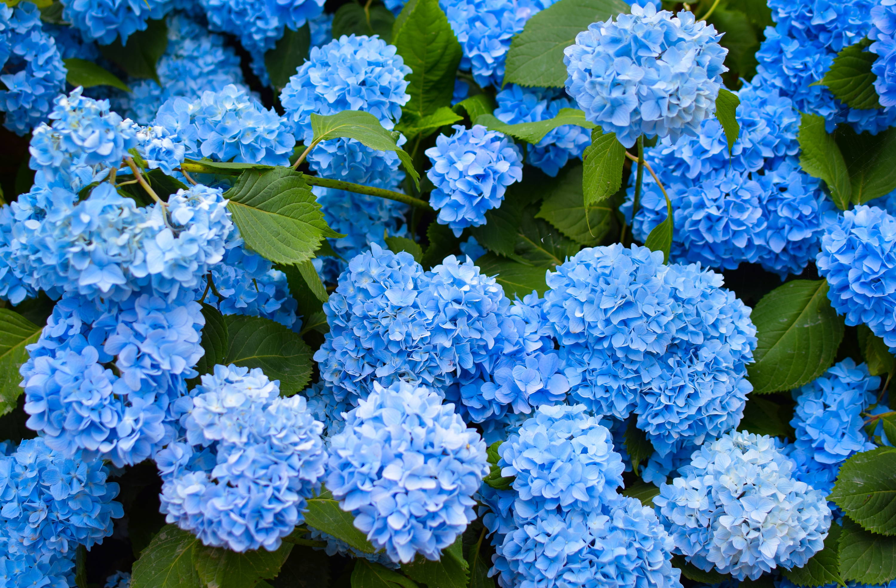 A blue hydrangea shrub from TN Nursery.