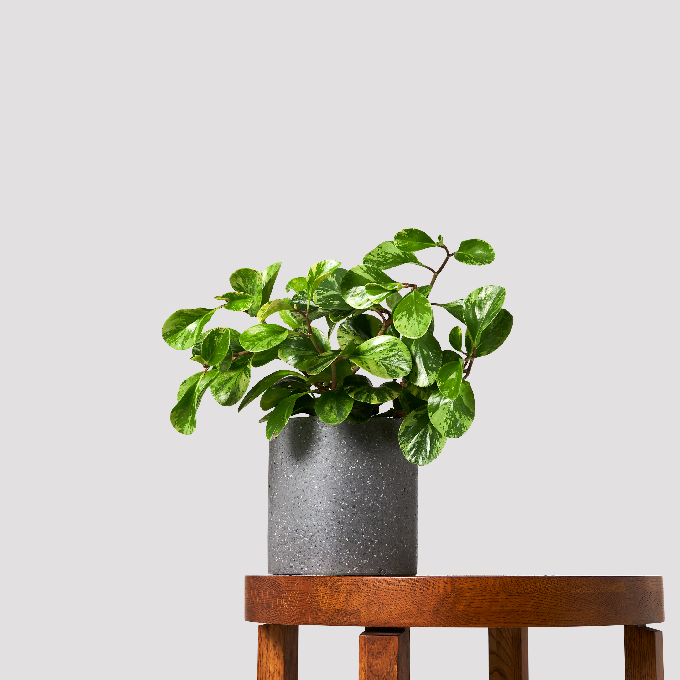 Peperomia Variegated Indoor Plant in Jardin Terrazzo Pot Black from The Good Plant Co