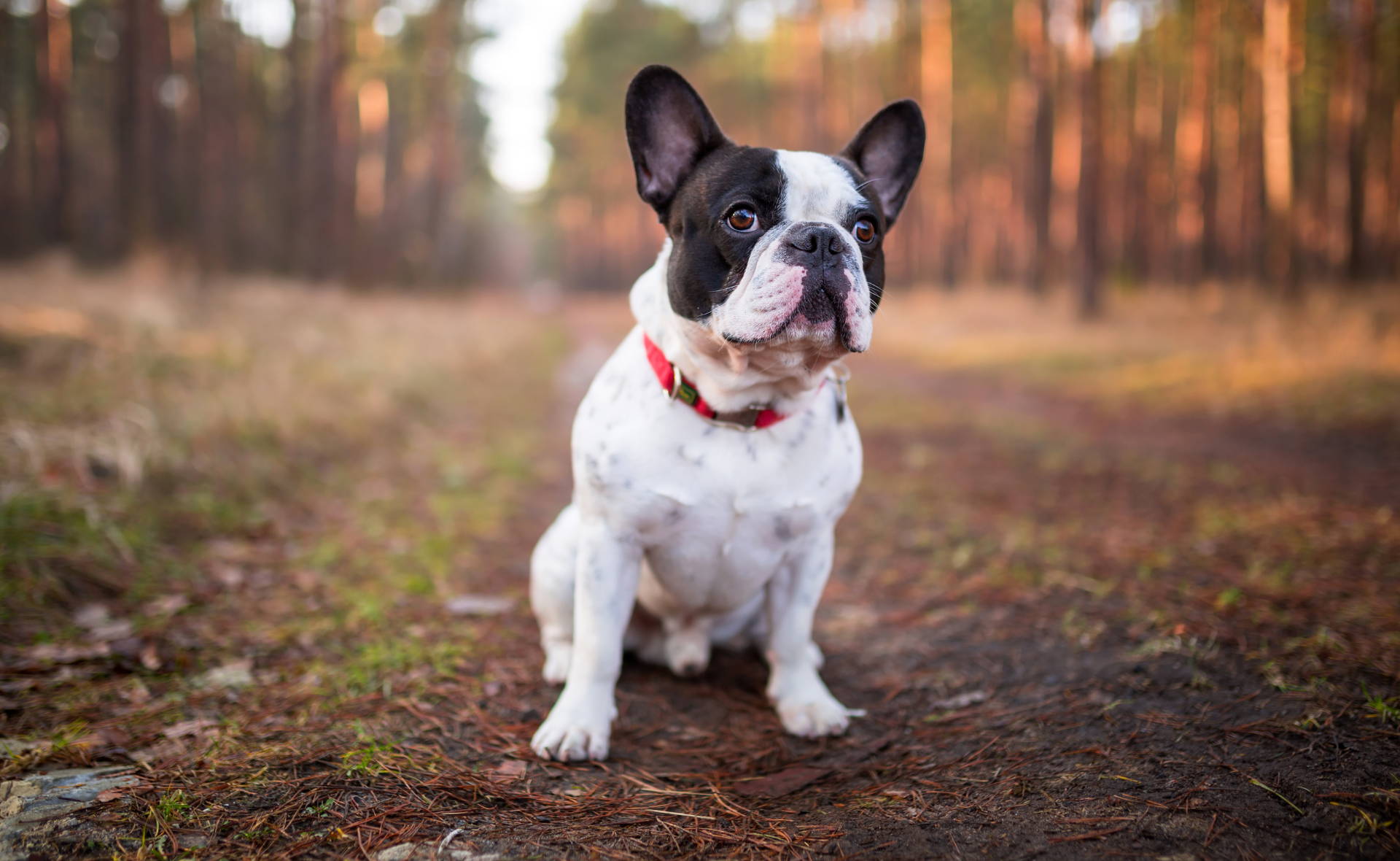 are carrots good for french bulldogs