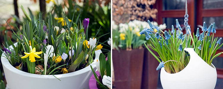 Planter Des Bulbes D Iris En Pot Plantation Des Bulbes A Fleurs En Pot Bakker Com