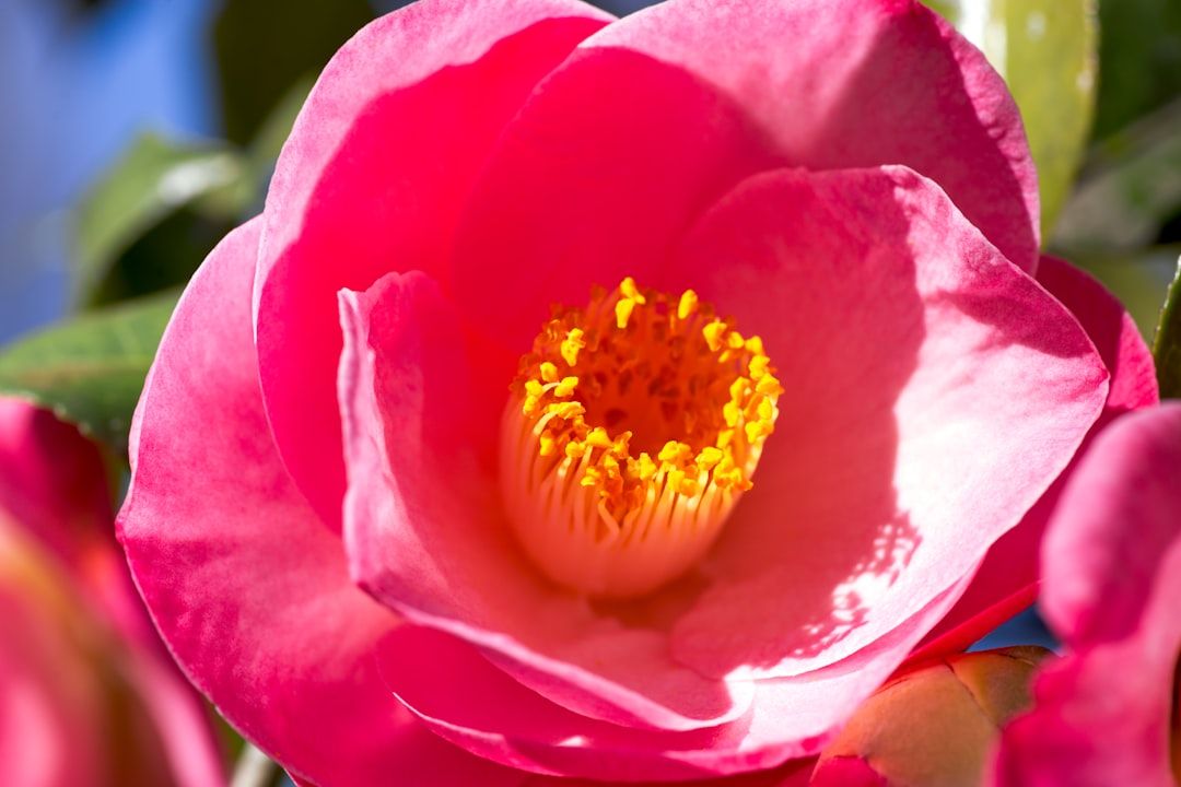 Close-up of a vibrant pink camellia flower with yellow center.