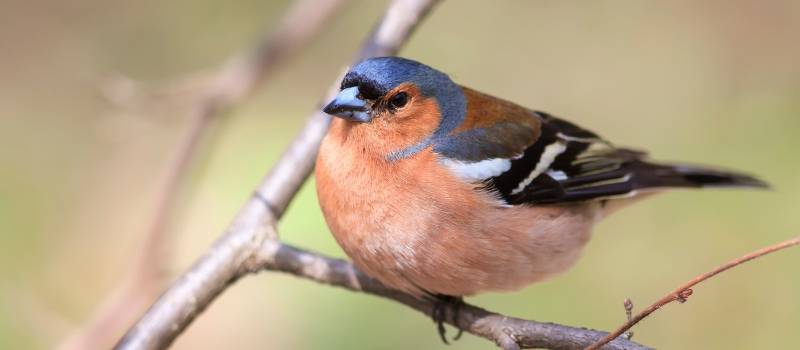 Chaffinch on tree branch