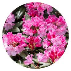 Photo of Dandy Man Color Wheel® Rhododendron