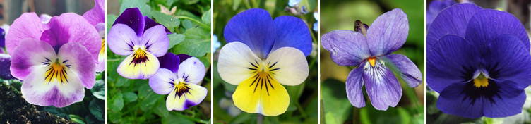 From dog violets, horned violets, tricolour violets to blue violets
