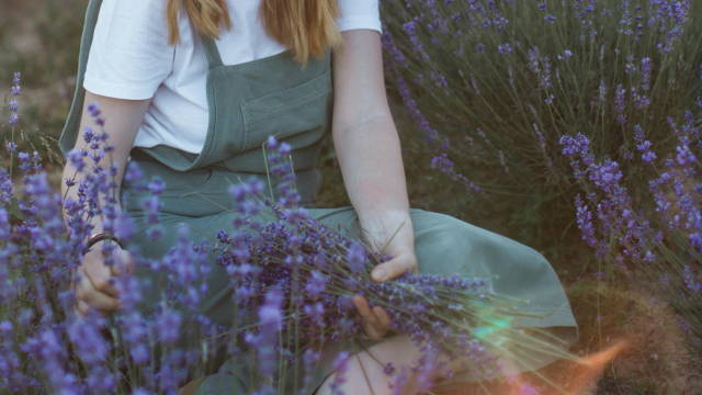  The woman picks lavender in a lavender field.