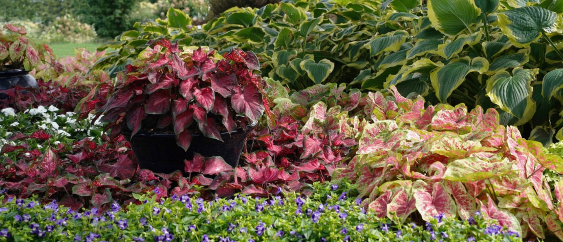 Garden filled with Heart to Heart® Raspberry Moon - Shade Caladium Heart to Heart® Scarlet Flame - Sun or Shade Caladium Catalina® Midnight Blue - Wishbone Flower Shadowland® Seducer