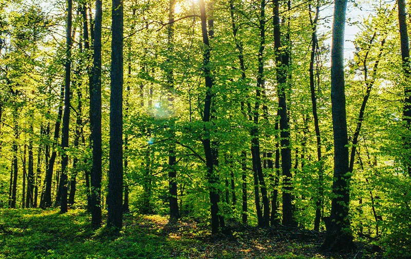 Grüner Wald im Sommer