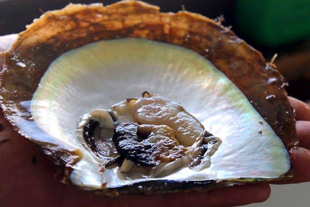 A Golden-Lipped South Sea Pearl Oyster at Harvest Time