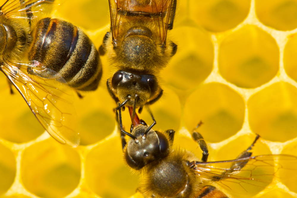 Bee regurgitate honey