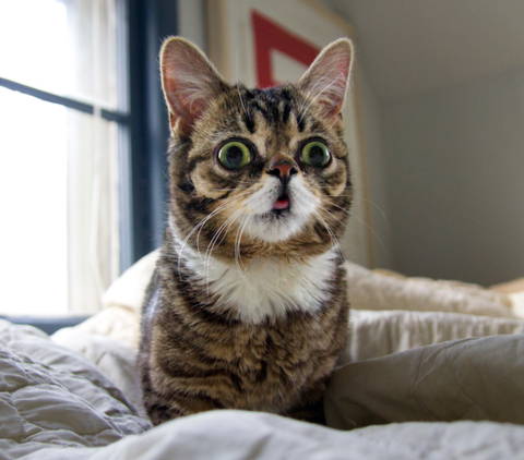 Lil Bub the cat resting in her bed