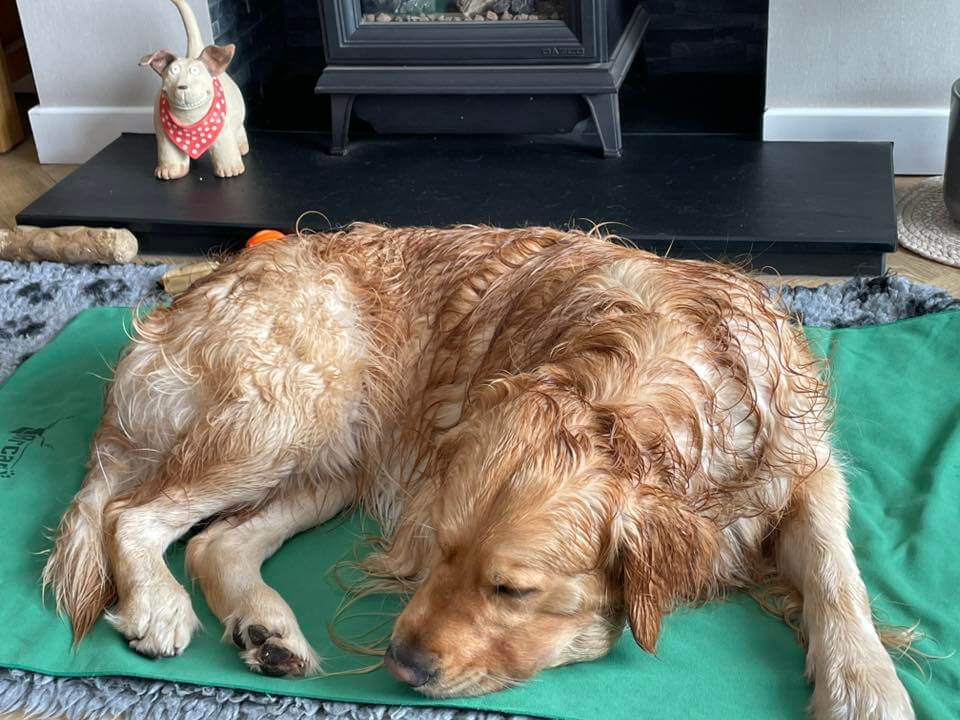 Golden retriever lying on a green mat near a fireplace.
