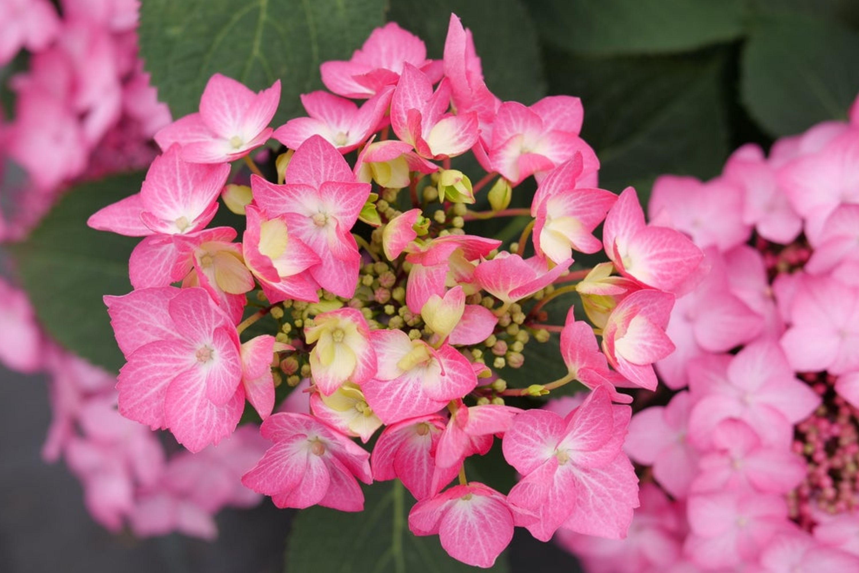 Up close plant highlight photo of Let's Dance® Hot Stepper™ Continuous Blooming Hydrangea