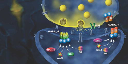 pathway diagrams