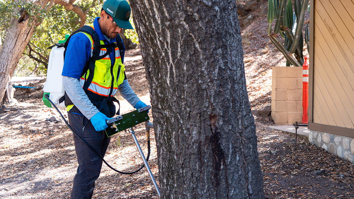Protecting Oaks for the Future