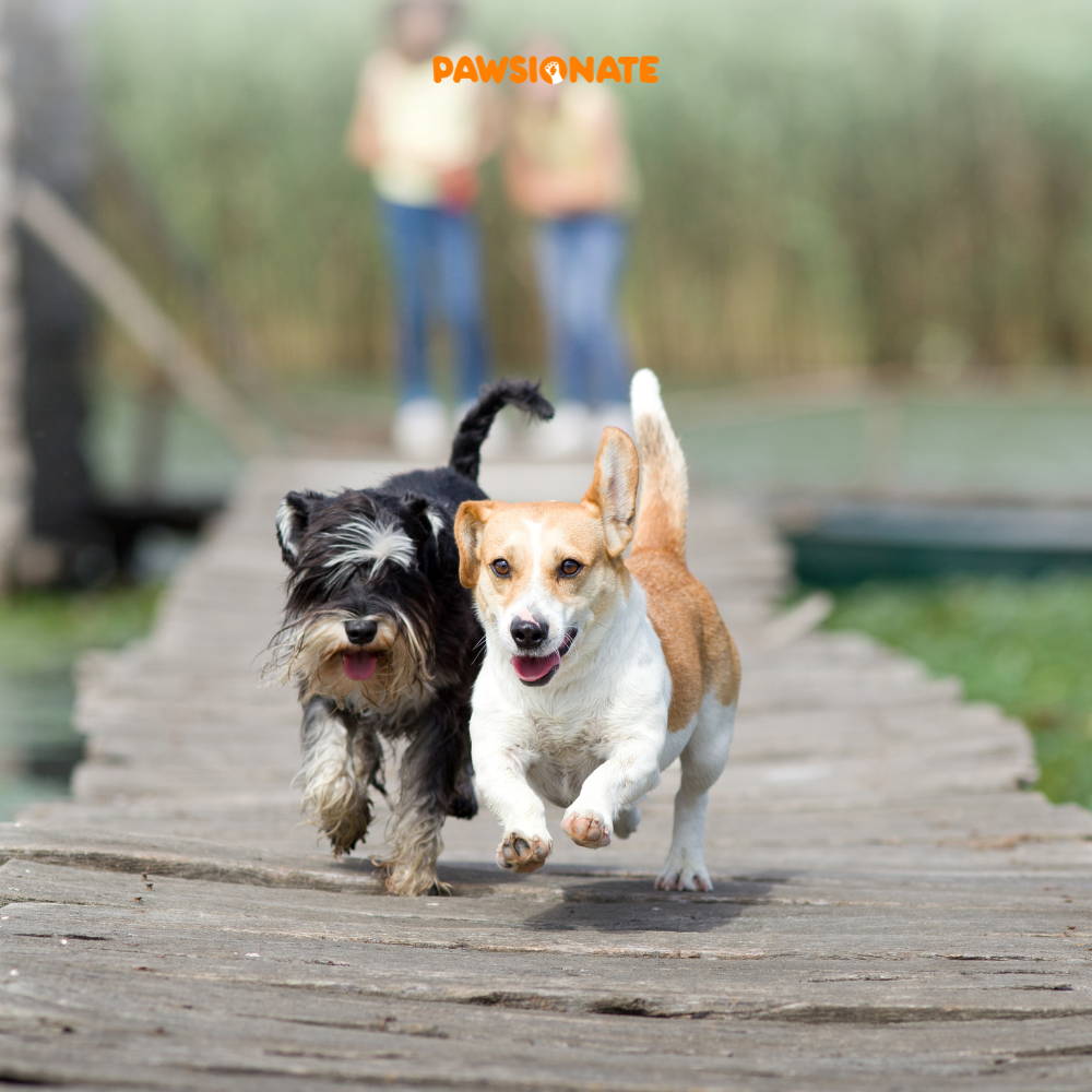 music can help a dog with anxiety