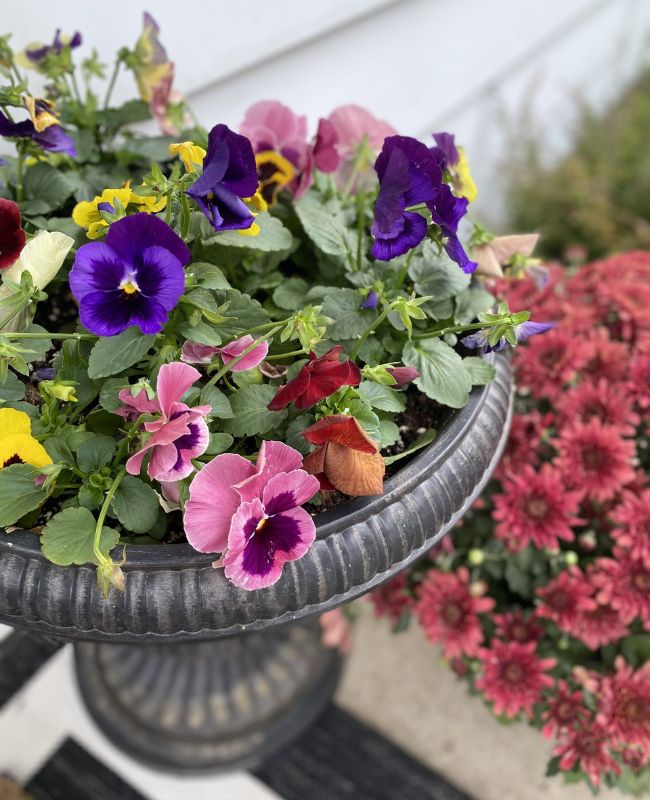 Colorful pansies in shades of purple, pink, yellow, and red growing in a decorative planter beside blooming pink garden mums.
