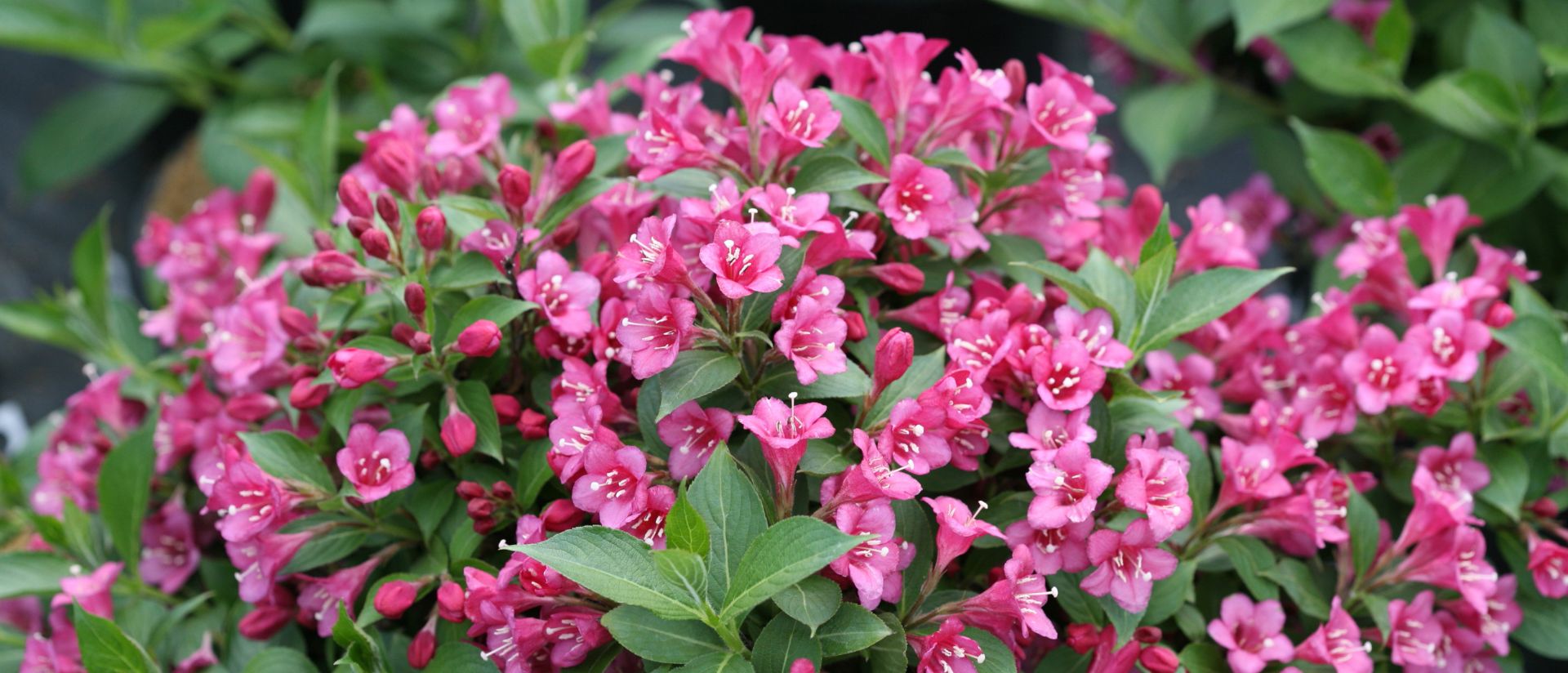 Photo of Snippet® Dark Pink Weigela 