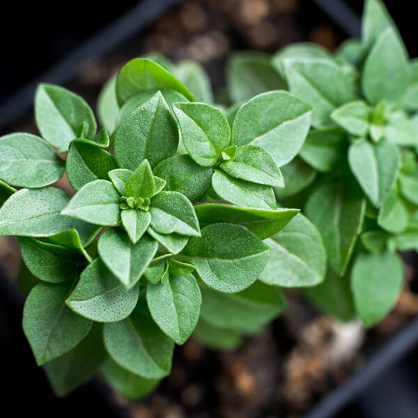 High Quality Organics Express bush basil 