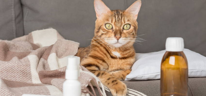 Image of a cat sitting on a bed, accompanied by our CBD Oil For Cats product.