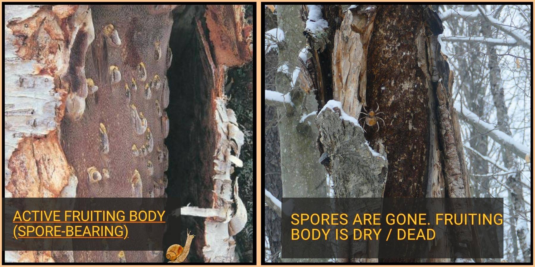 Stages of chaga fruiting body and birch tree decomposition after inonotus obliquus forms basidiocarp for spore eating insects to spread