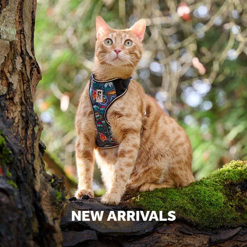 An orange cat wearing a harness sits on a tree branch.