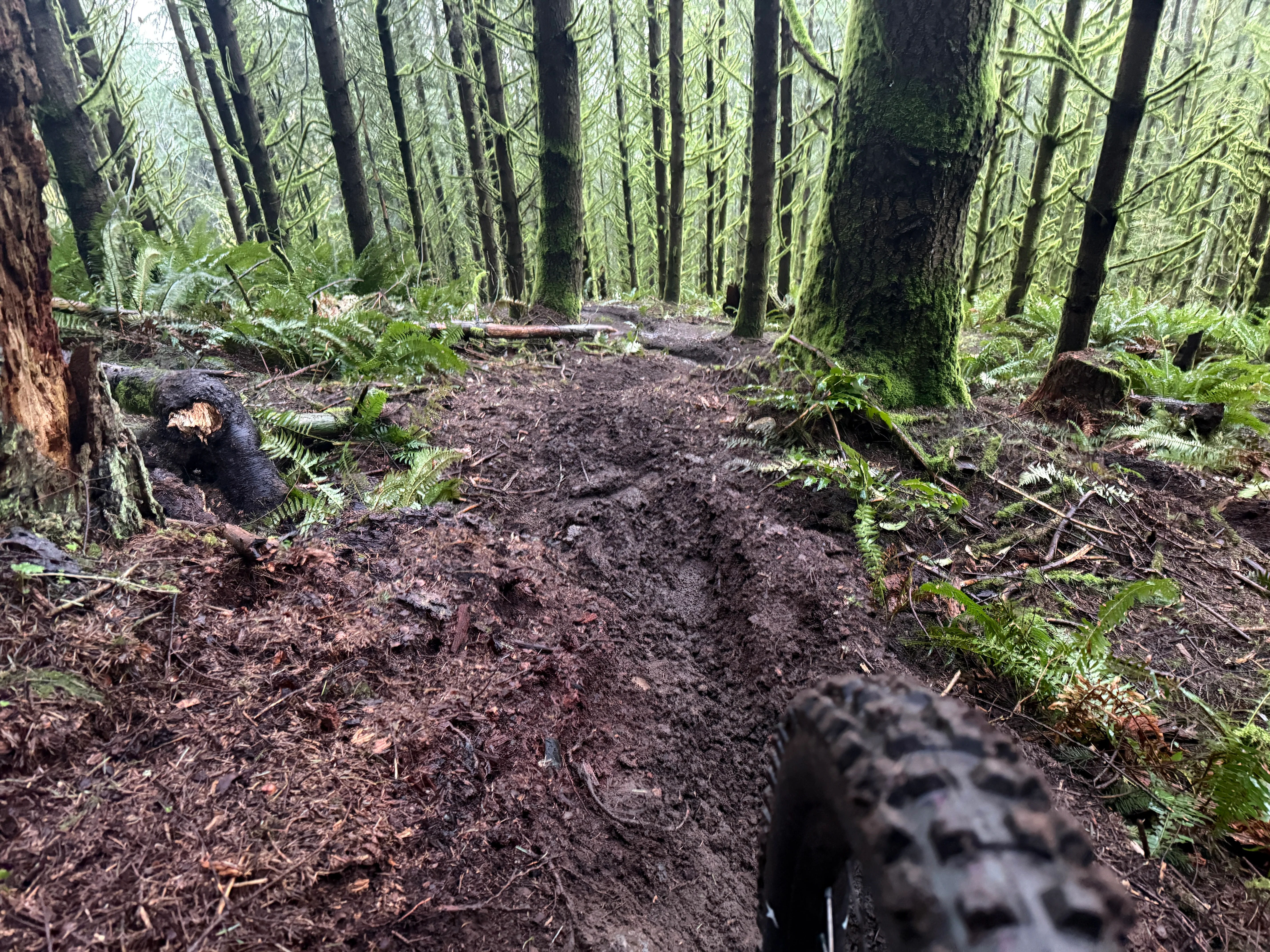A muddy mountain bike trail through a dense forest.