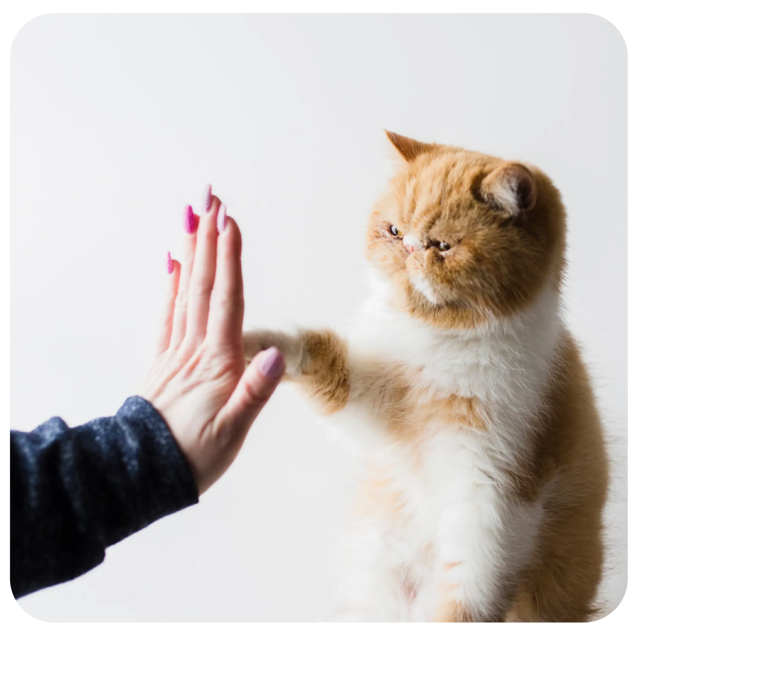 A orange and white cat giving its female human a high five